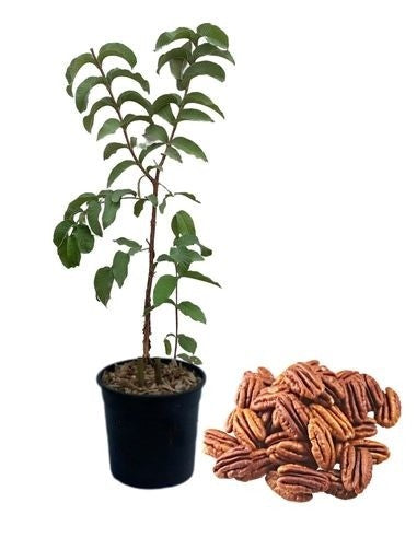 Alberello di Noce Pecan