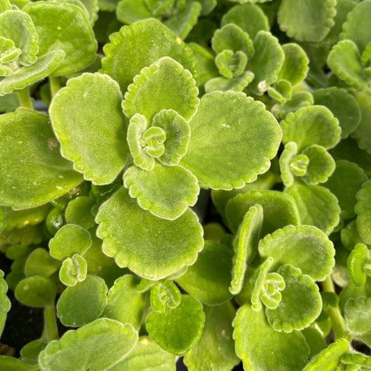 Piantina di Origano al Limone