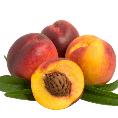 Albero di Pesconoce Armking