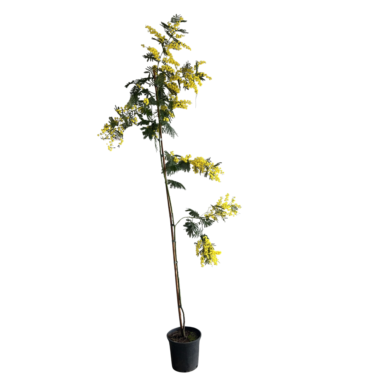 Pianta di Mimosa Polline Grosso