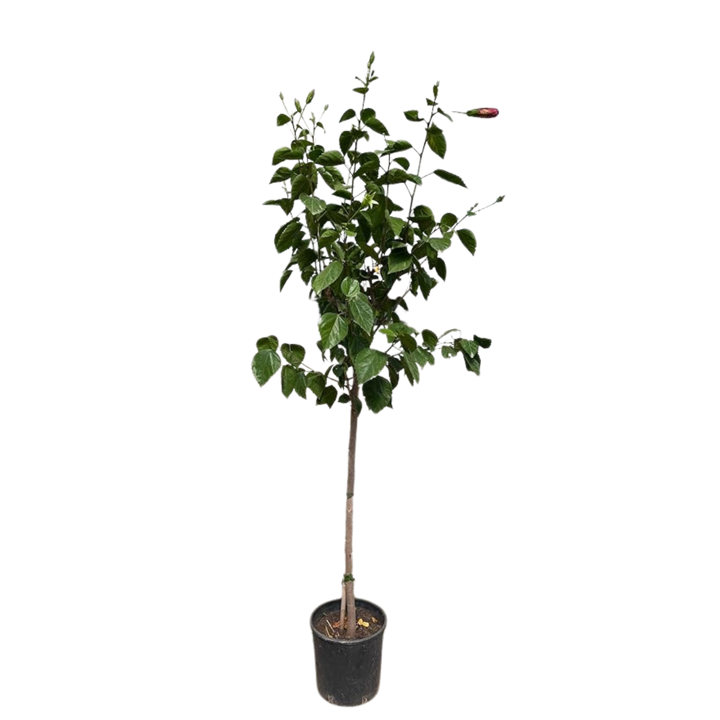 Pianta di Ibiscus siriacus