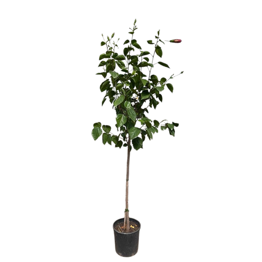 Pianta di Ibiscus siriacus