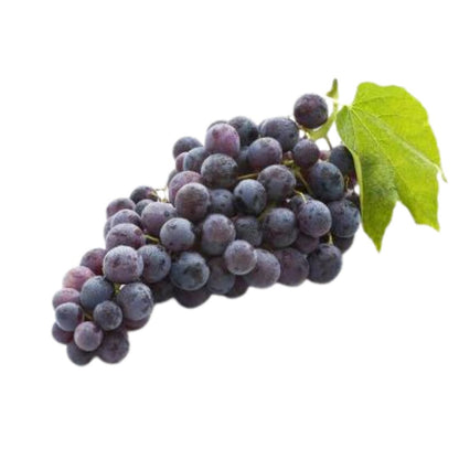 Alberello di Uva Fragola