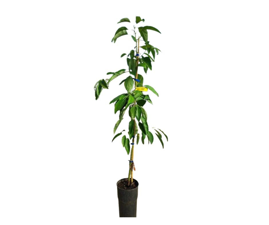 Albero di Avocado Fuerte
