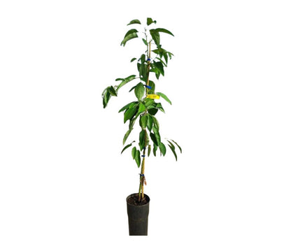 Albero di Avocado Fuerte