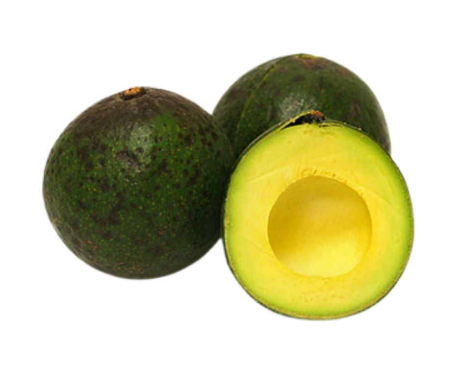 Albero di Avocado Reed