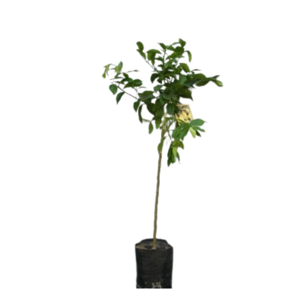 Alberello di Limone Pane