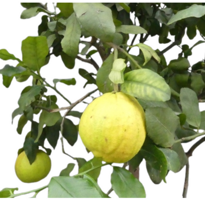 Alberello di Limone Pane