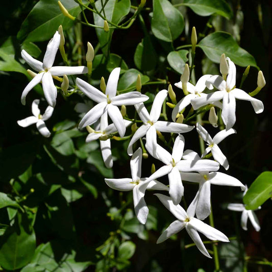 Pianta Gelsomino Rincospermo