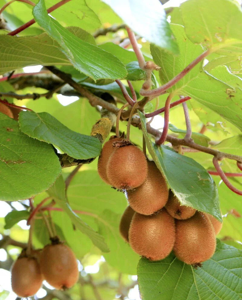 Alberello di Kiwi Autofertile