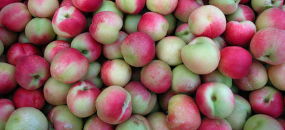 Albero di Pesconoce Madonna d'Agosto (Merendella)