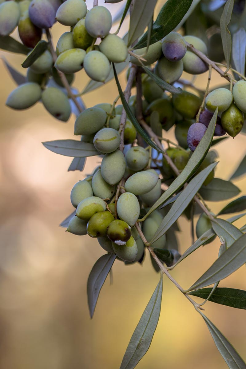 Alberello di Ulivo Leccino