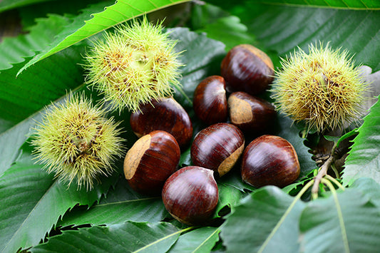 Alberello di Castagno Bouche de Betizac