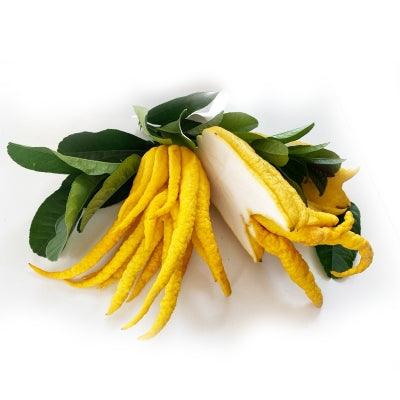 Alberello di Limone Mano di Budda