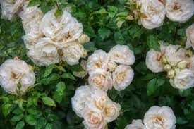 Rosa a Cespuglio