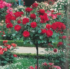 Rosa a Cespuglio