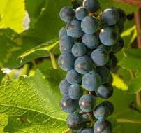 Novità Alberello di Uva Bianca Zibibbo Nero