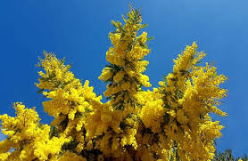 Pianta di Mimosa Polline Grosso