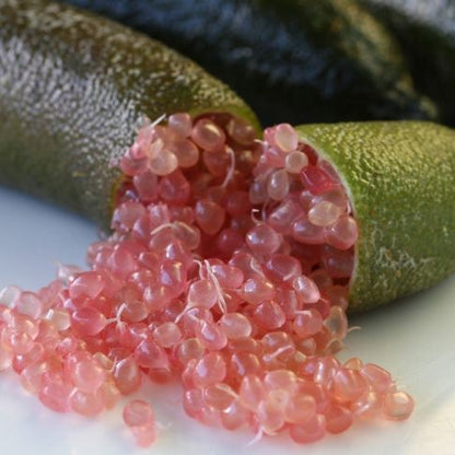 Alberello di Caviale Limone (Finger Lime)