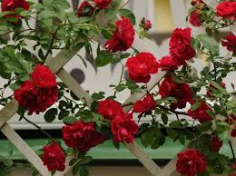 Pianta Rose Rampicanti