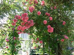 Pianta Rose Rampicanti