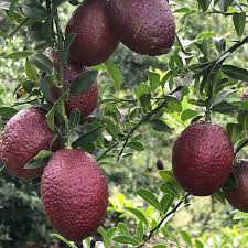 Rarissimo Alberello di Blood Lime