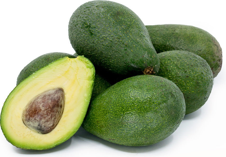 Albero di Avocado Fuerte