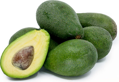 Albero di Avocado Fuerte