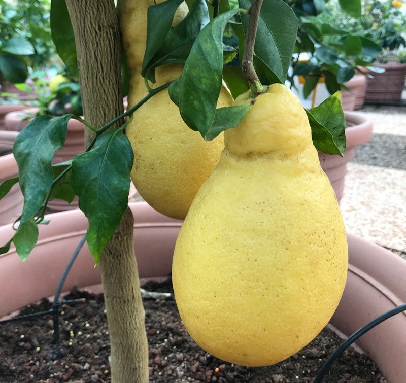 Alberello di Limone Pera del Commendatore