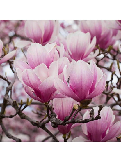 Pianta Magnolia