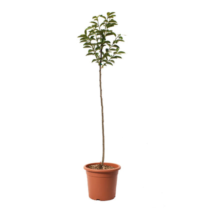 Albero Kaki Vaniglia
