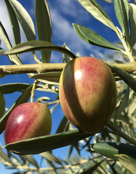 Alberello di Ulivo Ascolane