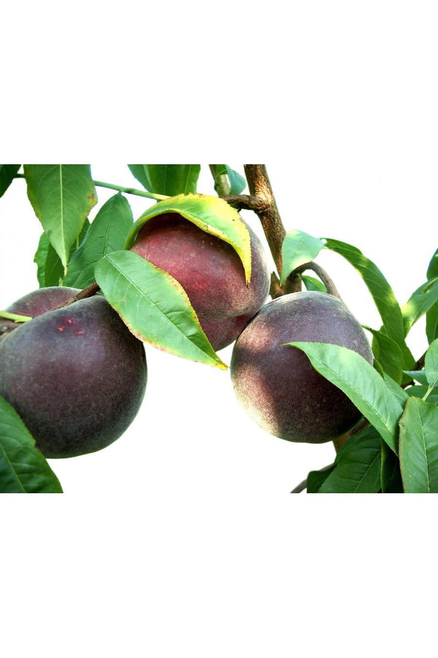 Albero di Pesconoce Flavorcrest