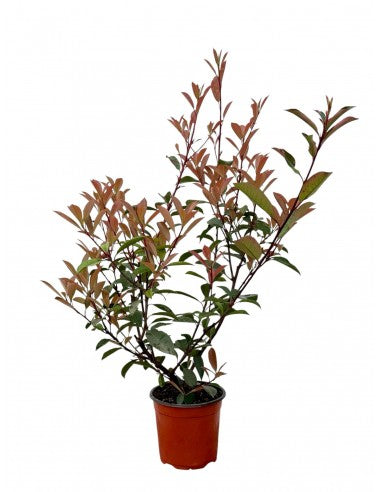 Pianta di Photinia