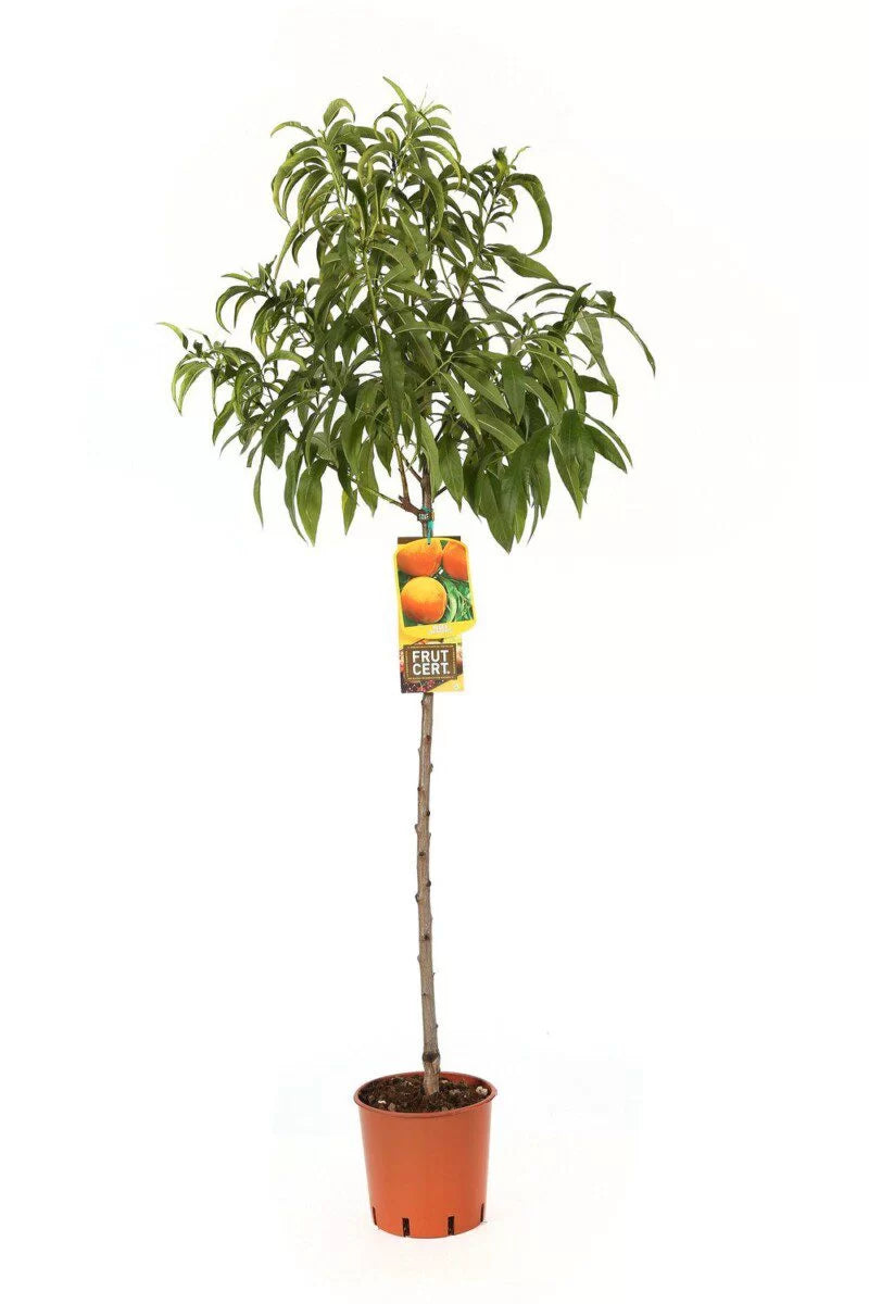 Albero di Pesconoce Madonna d'Agosto (Merendella)