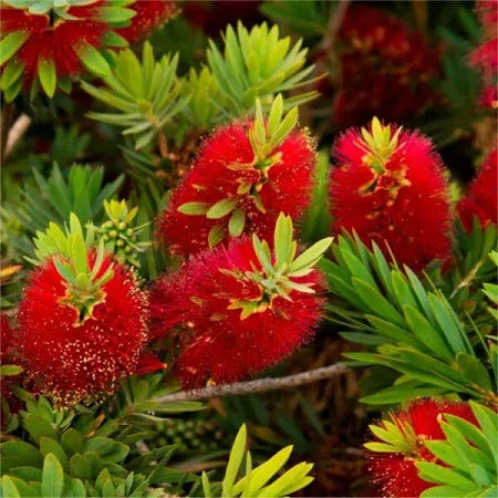 Pianta di Callistemon