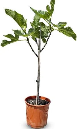 Alberello di Fico Dottato Bianco