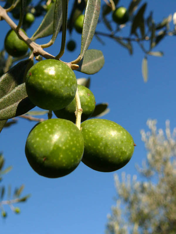 Alberello di Ulivo Nocellara Messinese