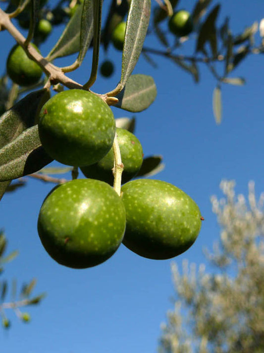 Alberello di Ulivo Nocellara Messinese